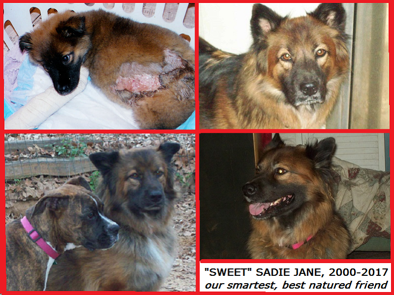 Sadie, Poor Baby, R.I.P..png