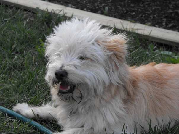 TJ after digging in the dirt.