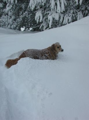 Abby in Truckee