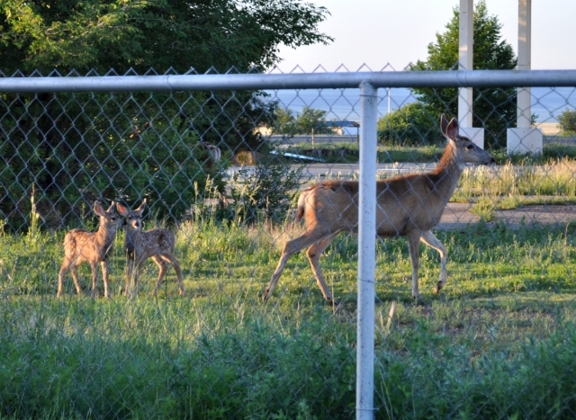 7-15Fawns