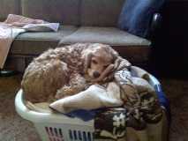 Sleeping in the laundry basket