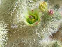 joshua tree 13