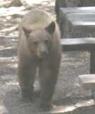 bear in camp