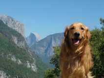 Bruno, The Epitomy of Dogdom, in Yosemite  ~BRUNO RIP~ Killed by a cougar in 2010.