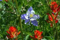 Colorado Blue Columbine