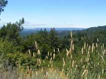 Santa Cruz Mtns. overlook