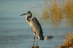 Great Blue Heron Matagorda Island