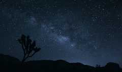 Joshua Tree Milky Way