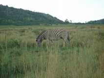 Lone zebra at Pilanesberg