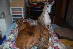 Sammi, Polo and Clark the foster greyhound
