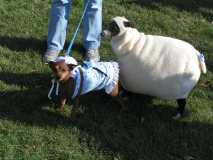 Sammi Peep and her friend, Iggy Sheep