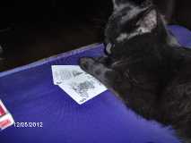 Rocky Playing Cards