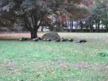 Sixteen Turkeys 2