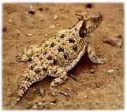 Horny Toad Lizard