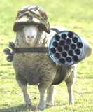 army sheep