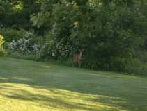Deer in the backyard