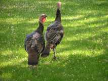 Turkeys in my backyard