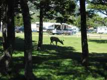 03 A Piece Of The Waterton Campground