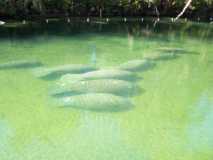 Manatees at Blue Springs--one is 'breeching'