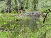 Beaver pond & lodge, Medicine Bow NF, WY