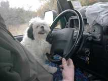 Chloe driving the tow vehicle.