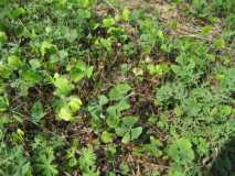 patch of 4 leaf clover