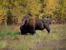 Wood Buffalo near Liard Hot Spei