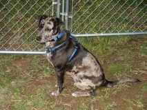 Caitie waiting patiently by the gate.