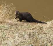 otter2