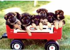 german shepards wagon