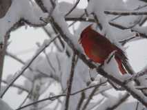 Cardinal