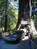 Drive Thru Tree, July '07