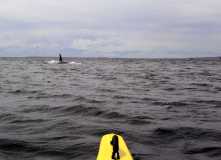 An orca passes 50 yards off our bow in Haro Strait