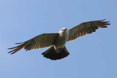 Mississippi Kite Hawk2