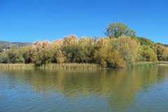 Waterfowl and Deer habitat at the east end of Lake Robert's in the Gila National Forest, New Mexico