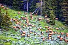 A few elk.