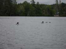 fearless family of loons