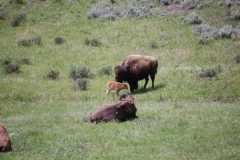 Buffalo at Yellowstone NP DSC 1491