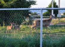 7-15Fawns