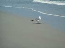 Shore bird....
