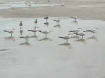 More shore birds....