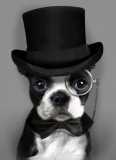 Boston in Top Hat 072913 FB Operation Smoochy allcolorbostonterrierclub 082013  996877 653485708014627 997121235 n