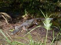 Camping buddy at Hunting Island