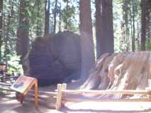 The stump at Calavares Big Trees