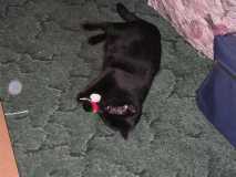 Kitty playing with her mouse toy