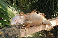 iguana preserve5