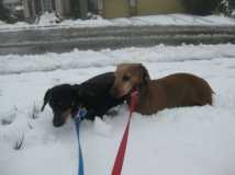 Weiner Dogs in the snow