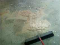 sawdust