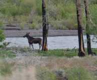 yellowstone 4