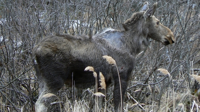 Resident moose
